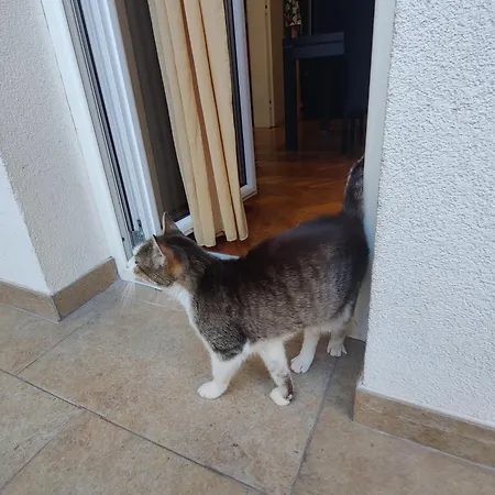 Apartament 